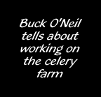 Buck O'Neil tells about working on the celery farm